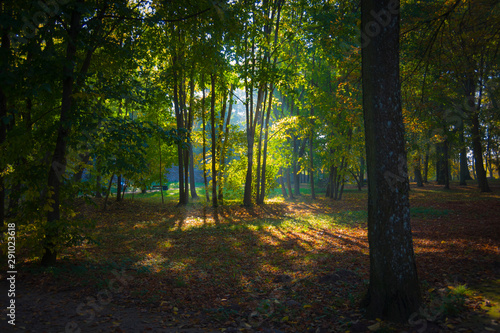 Luminous morning landscape, autumn, trees, leaves, translucent, yellow, green, grass, fog, mist, nature, forest, park, woods