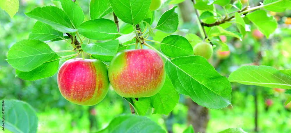 Hintergrund Apfelwiese mit roten saftigen Äpfeln - Textur - Banner
