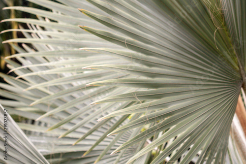 Close up Bismarckia nobilis Silver palm leaves.