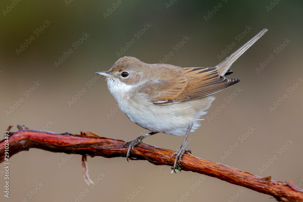 Common whitethroat, Sylvia communis, single bird on branch. Spain Common whitethroat, Sylvia communis, single bird on branch. Spain