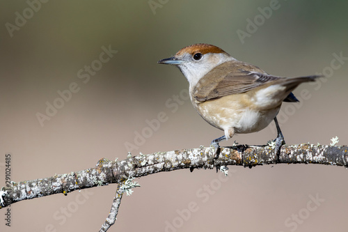 Female Blackcap (Sylvia atricapilla) perched on a blurred background, Spain