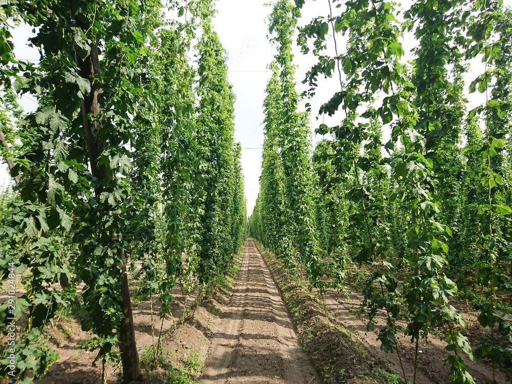 Εκτύπωση καμβά Chmiel do produkcji piwa, Humulus lupulus