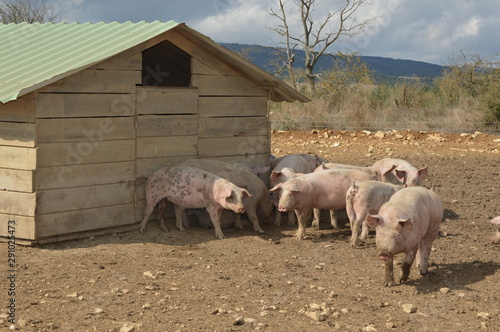 Pigs in their natural surroundings ( south of france )