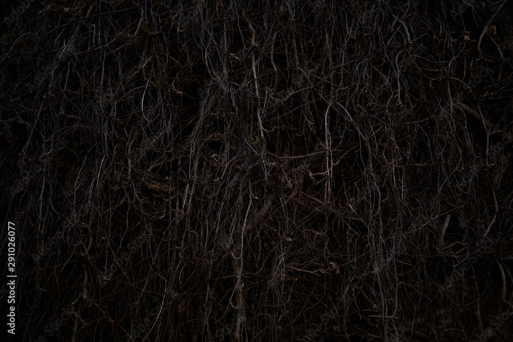 Spooky dry tree branch at night. Moody and scary, dark scene. Spooky dry tree branch at night. Moody and scary, dark scene.