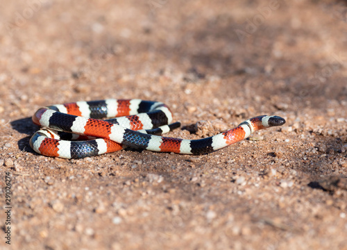 Arizona Coral Snake, Southern Arizona, Sonora Desert, USA