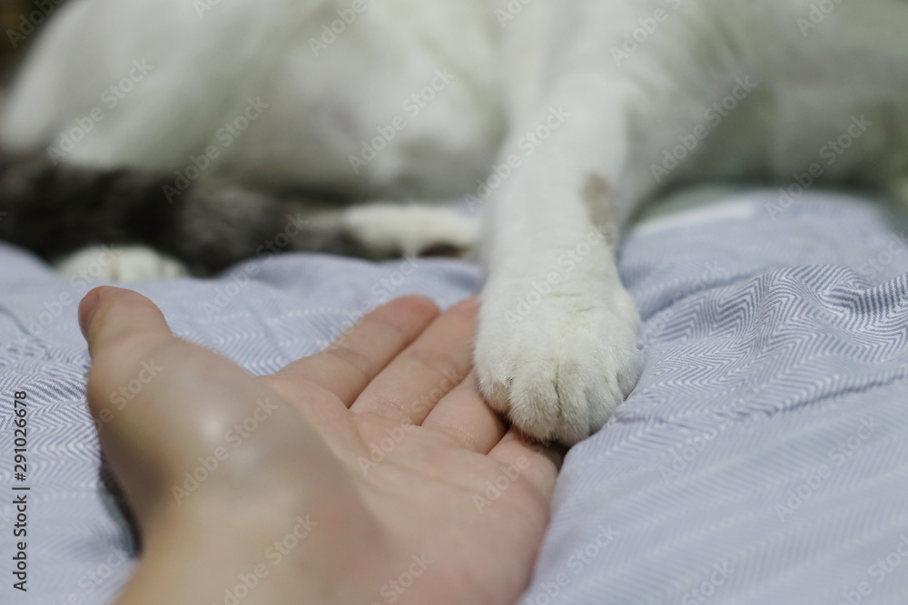 pet and human relationship pet and human relationship