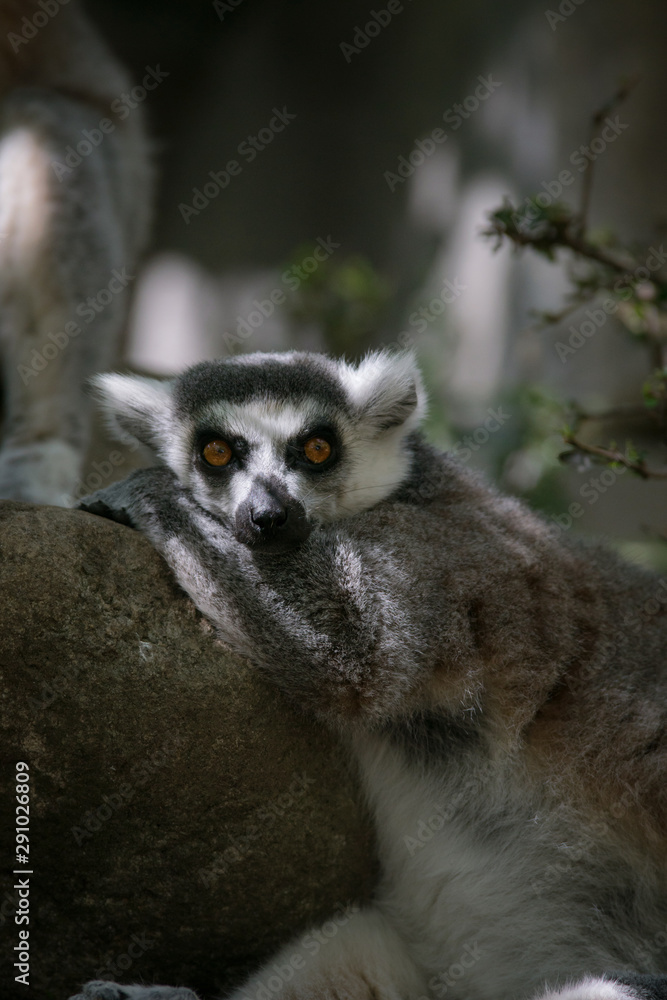 Lemur de cola anillada en la jungla de Madagascar