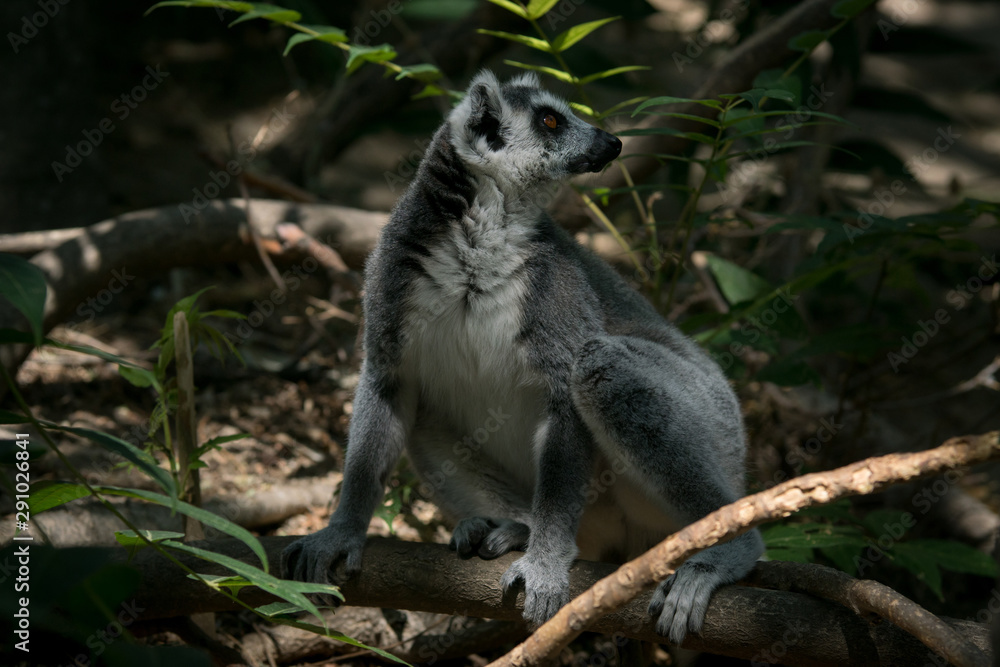 Obraz premium Lemur de cola anillada en la jungla de Madagascar