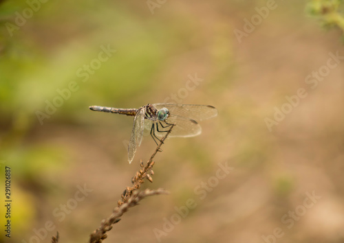 dragonfly on a plant with blurred background