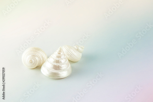 White color polished mother pearl trochid and turbo shells on pastel rainbow background, lot of copy space.