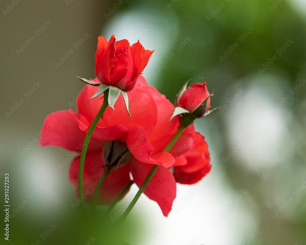 Red rose bud on blurry green background. Red rose bud on blurry green background.