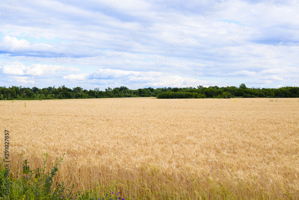 spikelet fields of wheat
