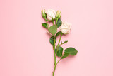Beautiful white roses flower on pink background with copy space for your text