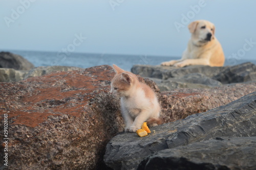 dog and cat on beach