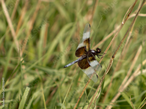 Brown and white dragonfly in the grass © Katie