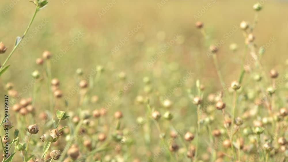 Cultivated flax field Cultivated flax field
