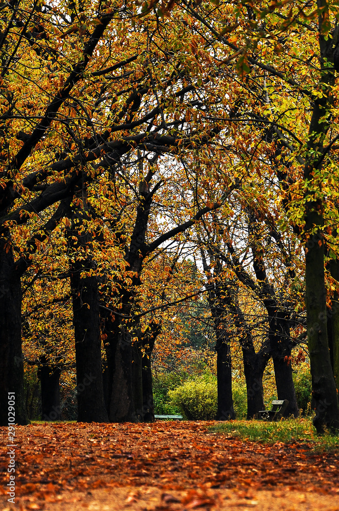 Autumn mood in a park. Trees in the grass with fallen leaves. Warm, seasonal colors.