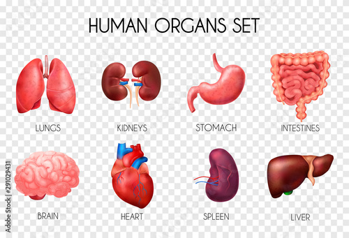 Realistic Human Internal Organs Transparent Icon Set