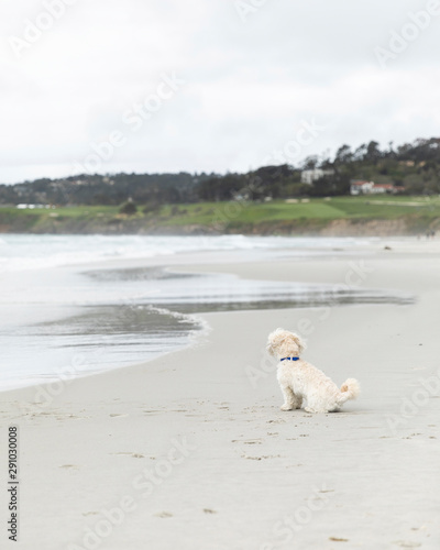 Dog alone on a beach in Carmel, California watching waves photo