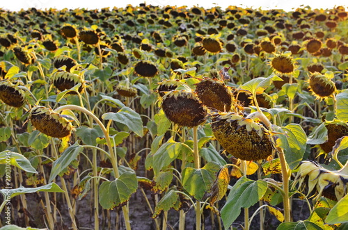 The field of matured sunflower photo