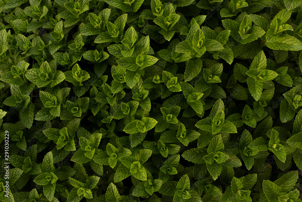 photography of many Mentha leaves photography of many Mentha leaves