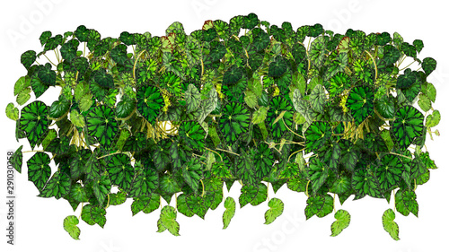 Begonia Bovary is an evergreen herbaceous plant. Large lush garland for landscaping and design. Isolated on white background. photo