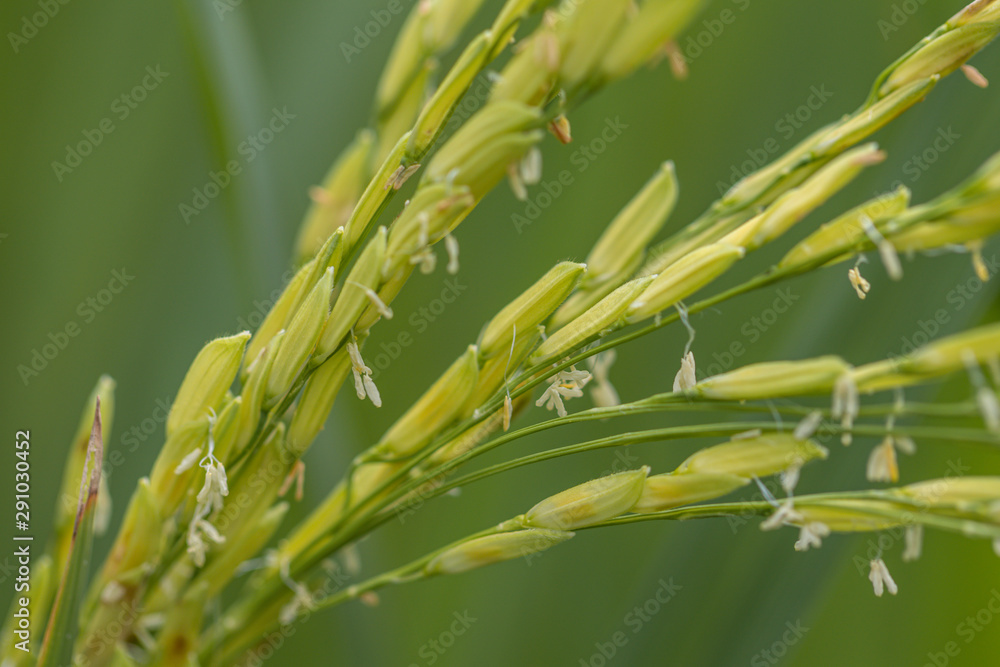 Close up rice plant in green background.Selective focus rice in field. Close up rice plant in green background.Selective focus rice in field.