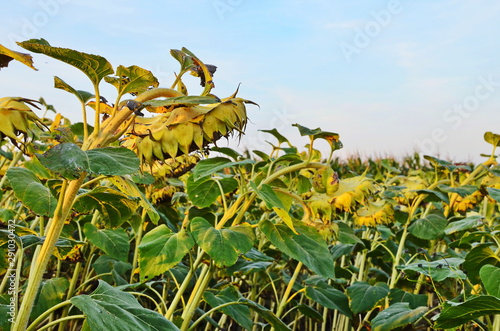 The field of matured sunflower photo