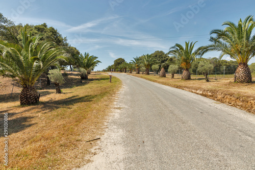 Corsiocan road with palms, France.