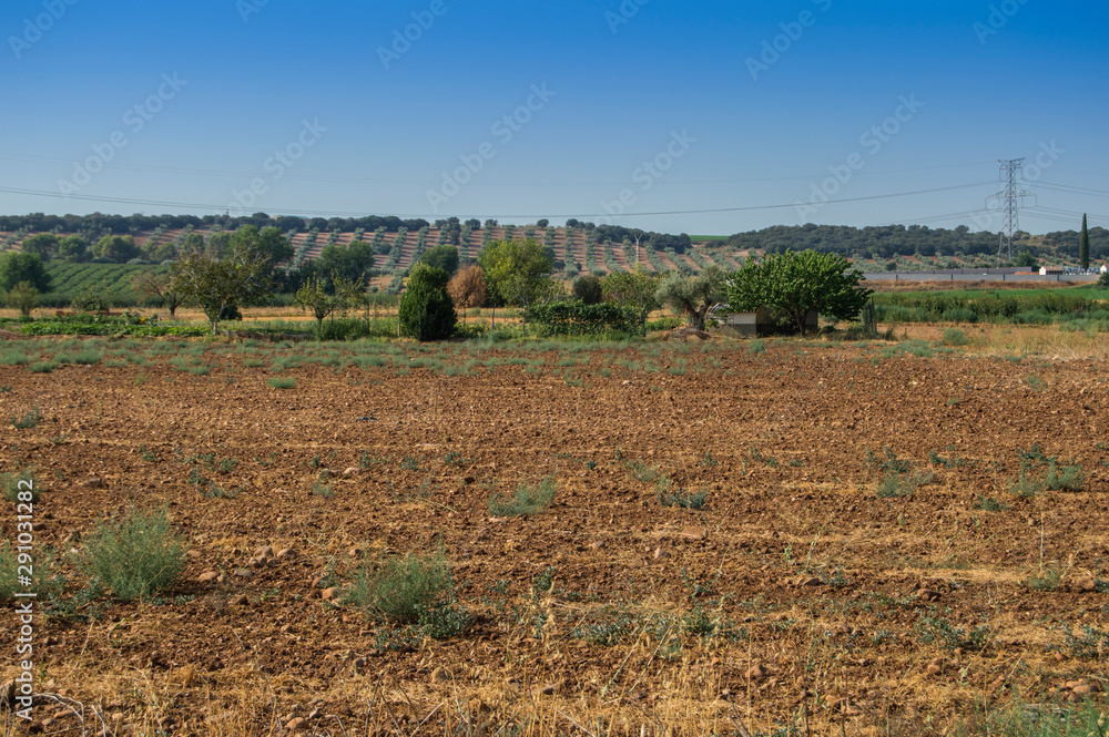 fields of Castilla  in summer in Torrijos, province of Toledo. Castilla la Mancha. Spain.
