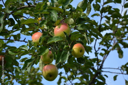 Reife Äpfel am Apfelbaum