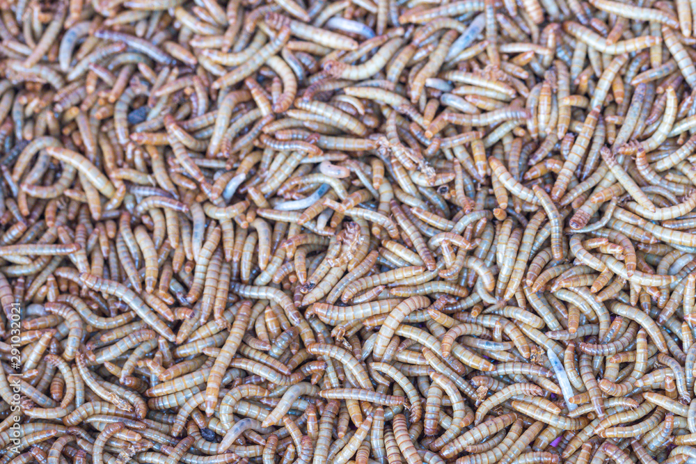 Close up Mealworm larvae for feeding animal.(ex.birds ,fish,repptiles)