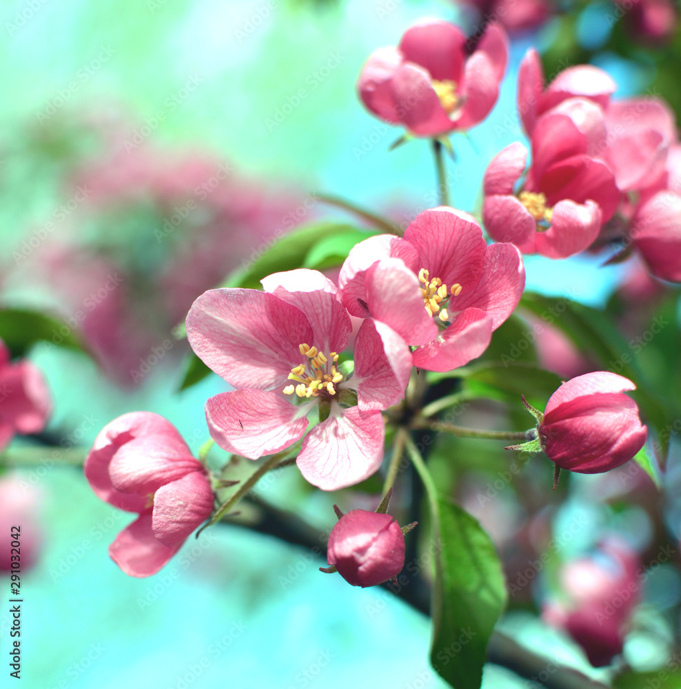 Beautiful Cherry Blossom closeup - pink, red with green background Beautiful Cherry Blossom closeup - pink, red with green background
