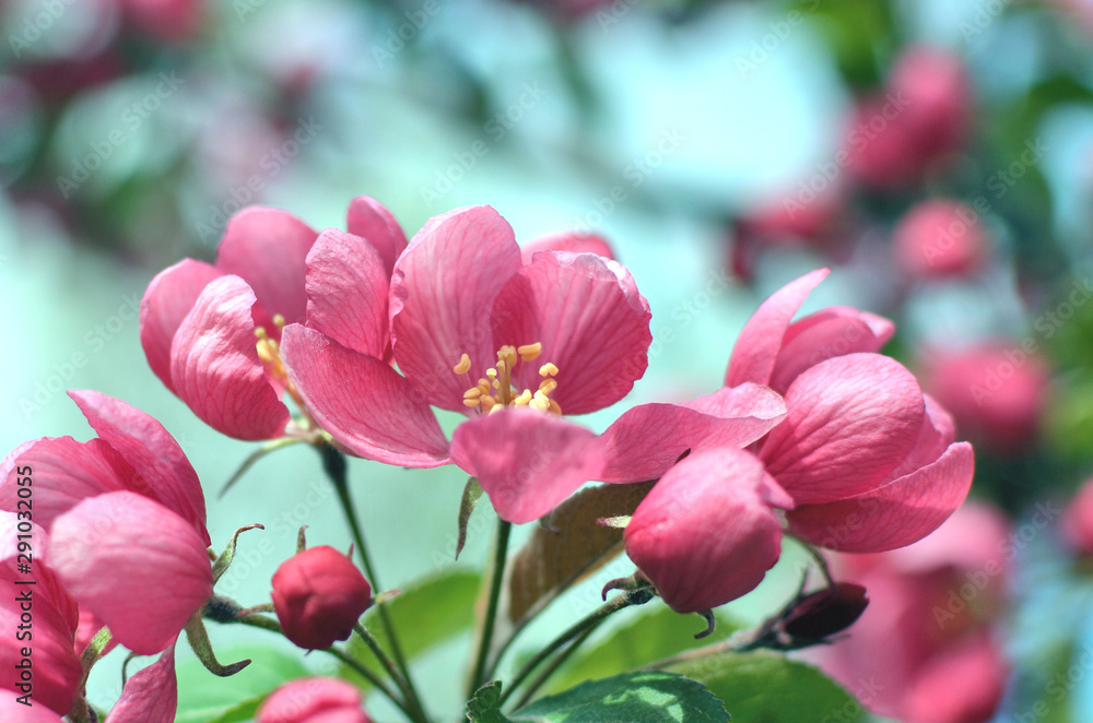 Obraz premium Beautiful Cherry Blossom closeup - pink, red with green background