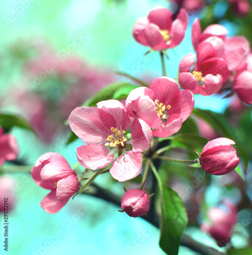 Beautiful Cherry Blossom closeup - pink, red with green background