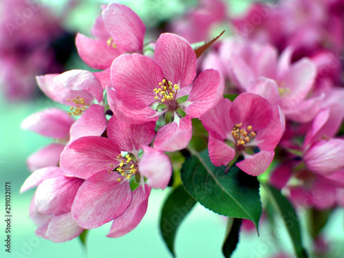 Beautiful Cherry Blossom closeup - pink, red with green background