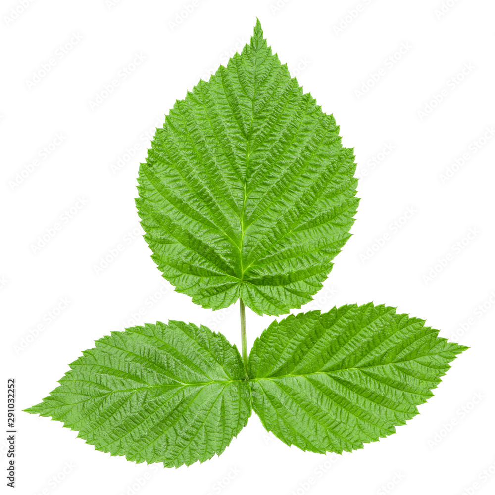 Raspberry leaf on a white background Raspberry leaf on a white background