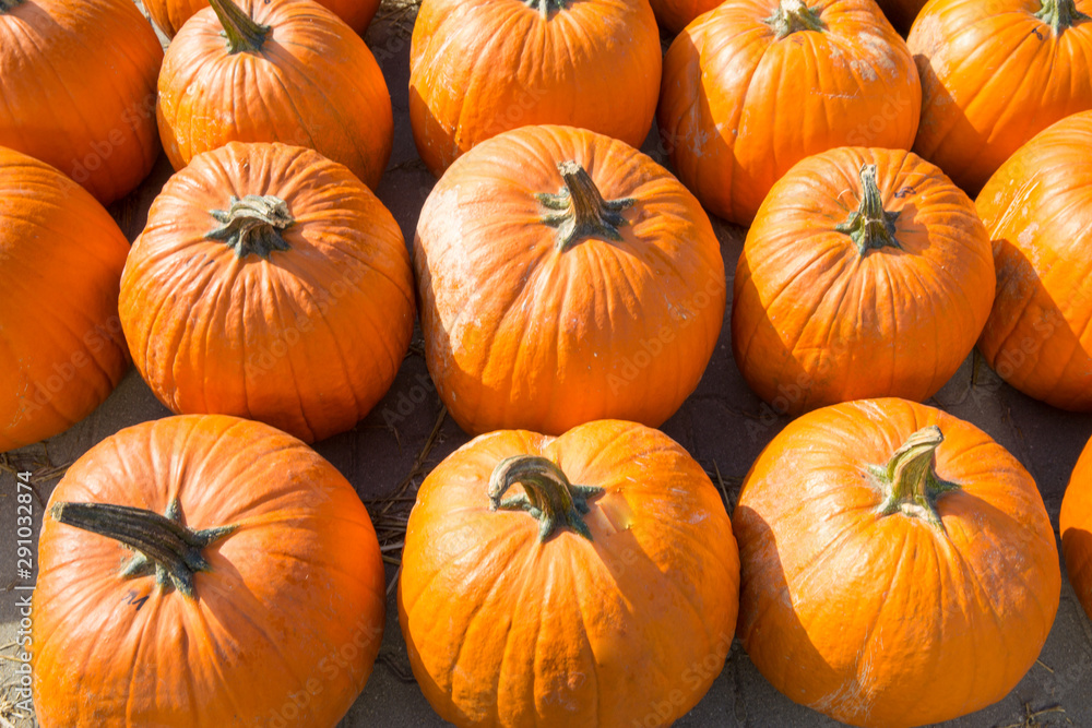 A lot of pumpkins on the farm market. Autumn thanksgiving day and halloween concept. A lot of pumpkins on the farm market. Autumn thanksgiving day and halloween concept.