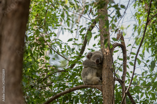 Fototapeta Koala