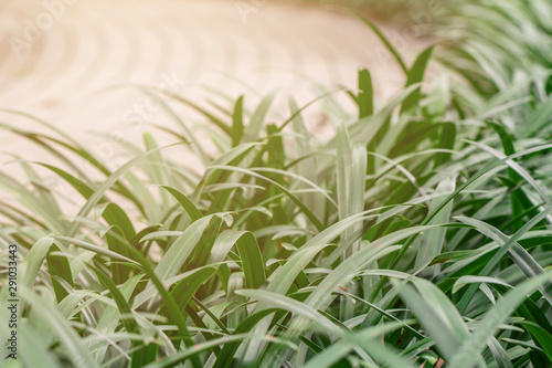 Wallpaper Mural Selective focus green leaves and walking through. Torontodigital.ca