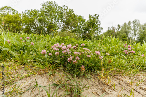 Fototapeta Naklejka Na Ścianę i Meble -  Close up wild red clover, Trifolium pratense, a perennial and common in Europe especially in natural meadows, fallow land and extensively managed meadows