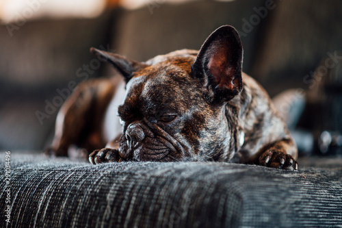 Fototapet Lazy french bulldog dog posing at camera.