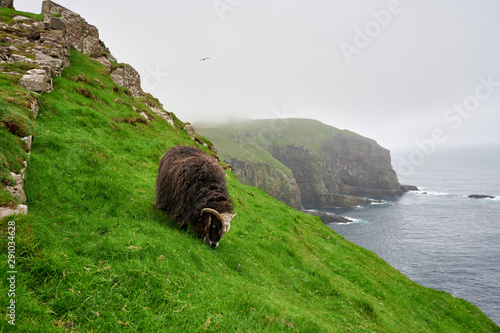 Animal on grassy rock on coastline photo