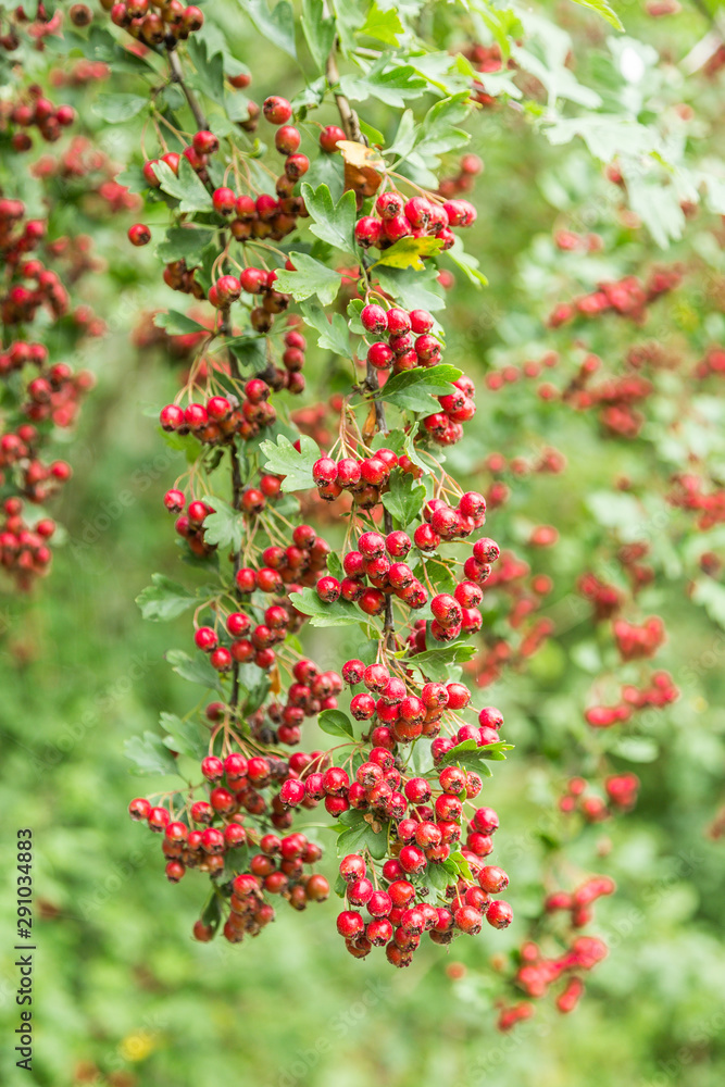 Close up red ripe berries of Hawthorn, Crataegus monogyna, in late summer