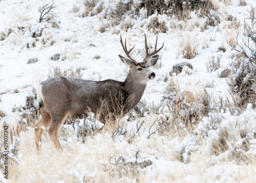 Wallpaper Mural Whitetail Deer Buck, Yellowstone National Park, Wyoming, USA Torontodigital.ca