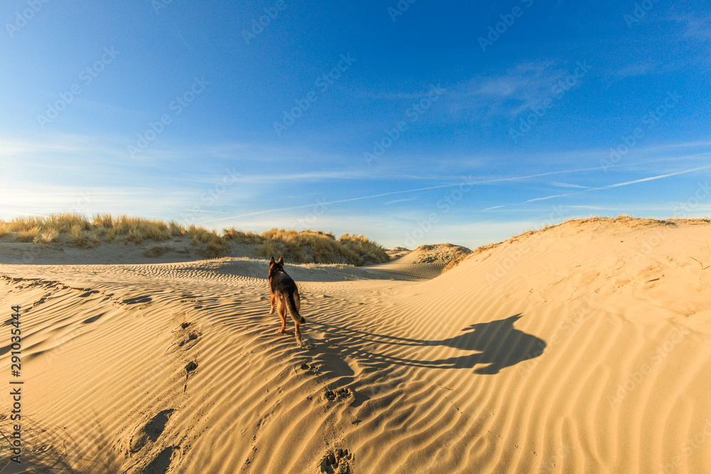German shepherd walking on young sand dunes formed by flooding at high tides and from sea with ridges in the sand and beach grass vegetation against clear blue sky and a dog in the background