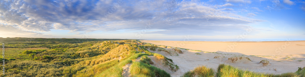 Panorama of young sand dunes formed by flooding at high tides and from sea with ridges in the sand and beach grass vegetation against clear blue sky and a dog in the background Panorama of young sand dunes formed by flooding at high tides and from sea with ridges in the sand and beach grass vegetation against clear blue sky and a dog in the background