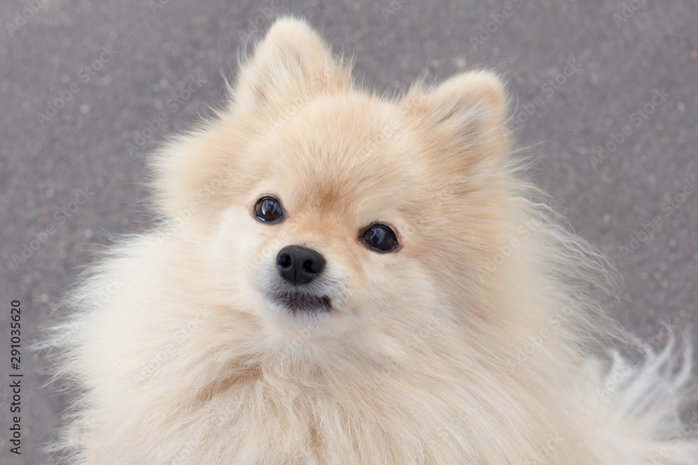 Close up portrait of cute fluffy Pomeranian spitz dog. Pretty puppy looking at camera.