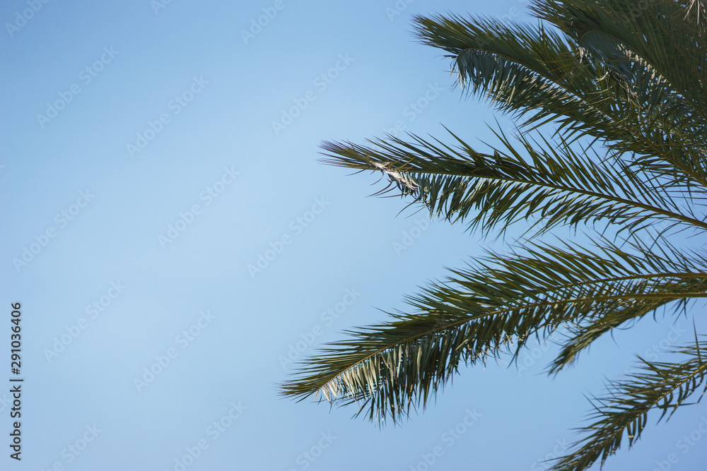 Green palm leaves against a clear blue sky. Traveling background concept. Green palm leaves against a clear blue sky. Traveling background concept.