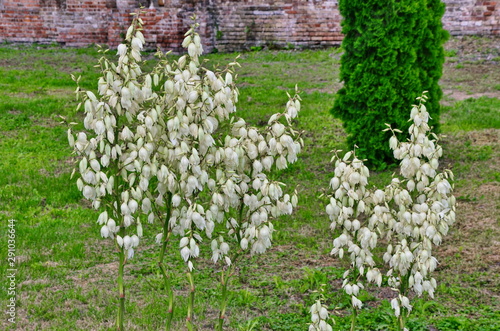 White flowers of yucca plant photo